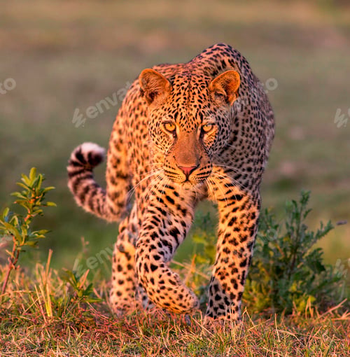 Preview: A Beautiful Zambia Wildlife Place in the World in Picture