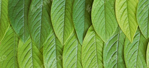 Preview: natural green leaves arranged on an orderly pattern as background