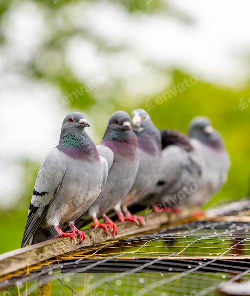Preview: pigeons perched on the top of a rack in a cage