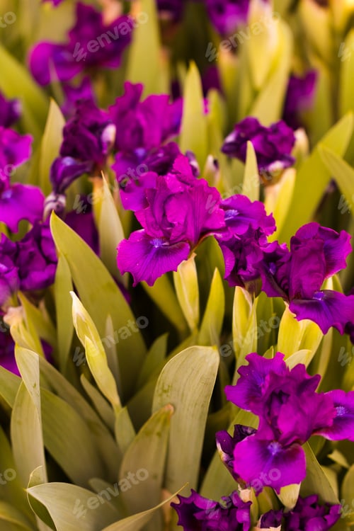 Preview: Garden in bloom
