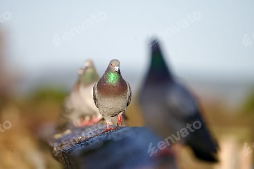 Preview: a closeup of a seagull perched on a rock