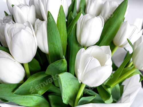 Preview: Bouquet of beautiful white tulips close up.