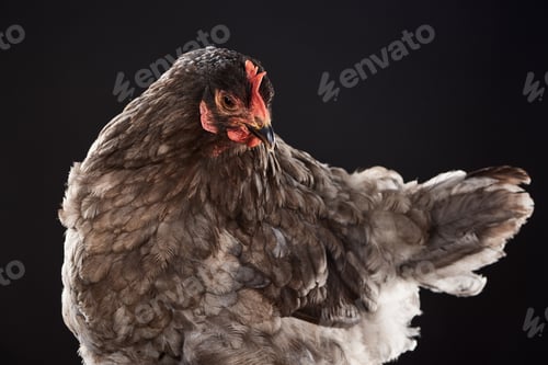 Preview: farm hen with brown feathers isolated on black