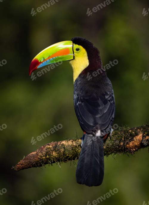 Preview: Toucan in Costa Rica