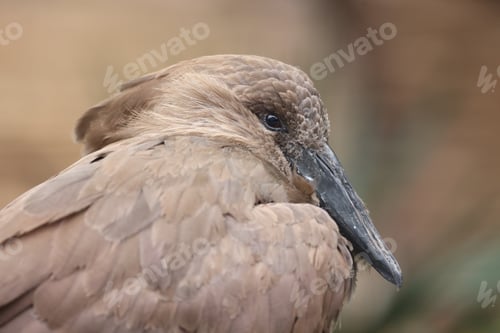 Preview: a close up of a Scopus umbretta bird on blurred background