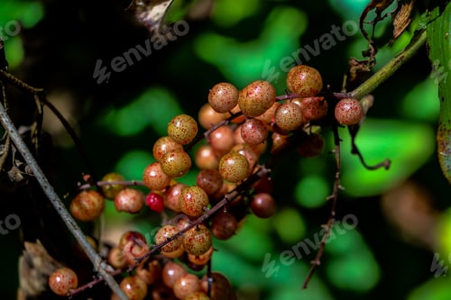 Preview: Maianthemum racemosum fruits on tree
