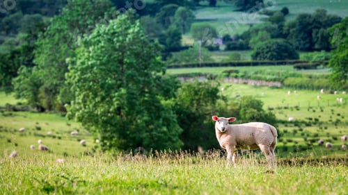 Preview: Small sheeps grazing on green pasture in District Lake, England