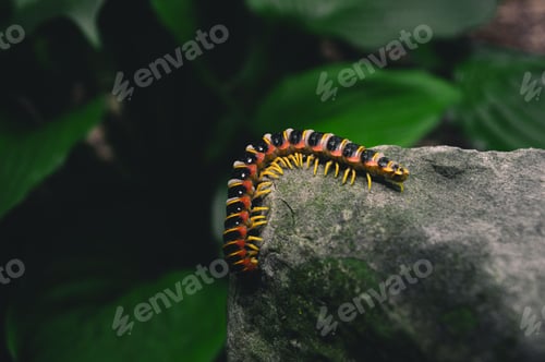 Preview: Closeup shot of an Apheloria virginiensis on the stone