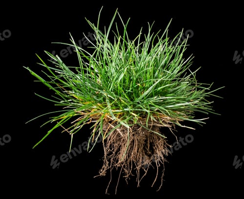 Preview: Turf grass and earth