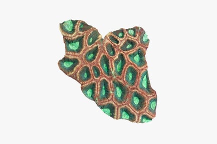 Preview: Layered coral-like structure with irregular protrusions and circular elements