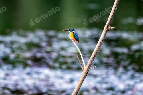 Preview: Common kingfisher perched on a twig by the water. Thattekad, Kerala, India