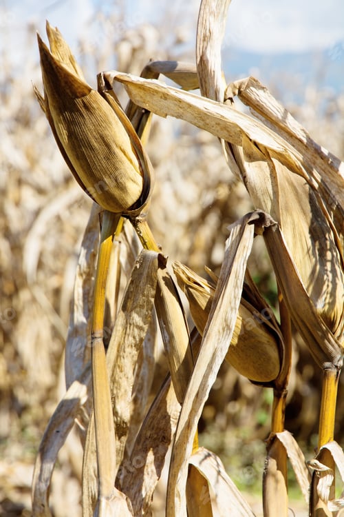 Preview: Dry season in a corn field.