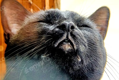 Preview: domestic pet black cat with closed eyes