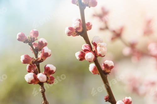 Preview: Branches of blossoming cherry and bee macro with soft focus on blue background. Easter and spring
