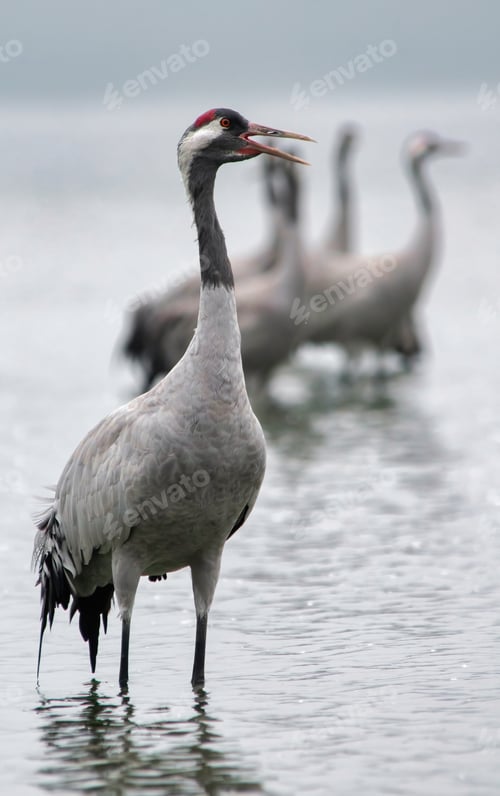 Preview: The common crane (Grus grus) standing in the water