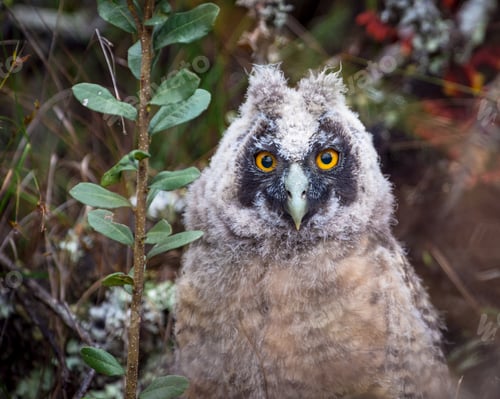 Preview: Retrato de un pichón de Stygian Owl (Asio stygius)
