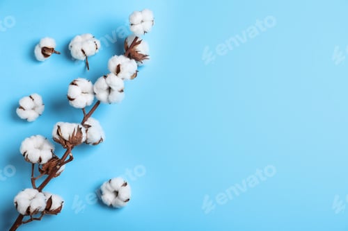 Preview: Fluffy cotton flowers on light blue background, top view. Space for text