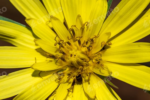Preview: Wild flower Gagea lutea close up