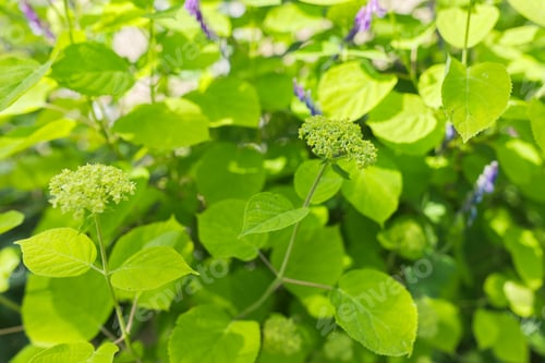 Preview: Floral green background, texture, bush with buds of hydrangea flowers