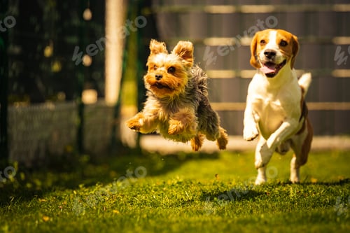 Preview: Cute Yorkshire Terrier dog and beagle dog chese each other in backyard.