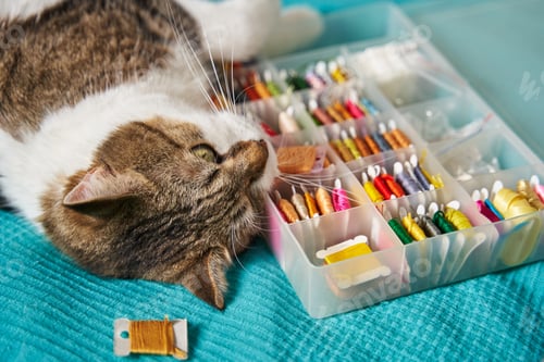 Preview: The head of a beautiful fluffy cat close-up lies on a box with a set of colored floss threads. one