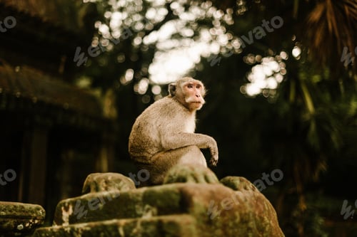 Preview: Monkey sitting on stones
