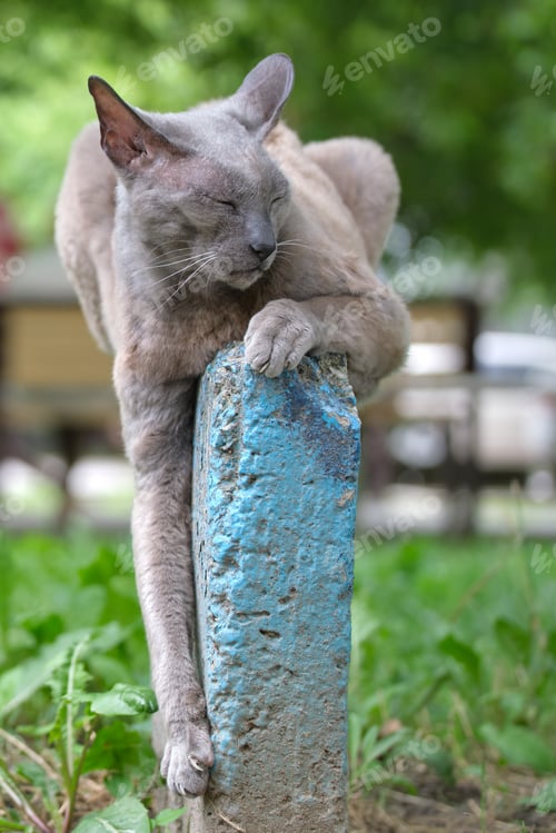Preview: Big gray angry looking Sphinx breed stray cat resting on steet outdoors in summer