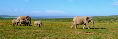 Preview: Addo Elephant Park South Africa, Family of Elephants in Addo elephant park