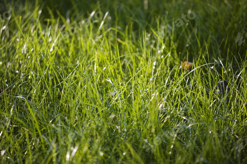 Preview: Close-up shot of grass reflecting sunbeams