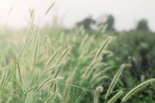 Preview: Grass of nature