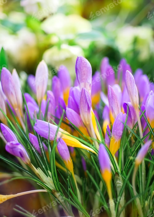 Preview: PURPLE CROCUS - SPRING FLOWERS. FLOWERS MACRO. MULTICOLORED NATURE