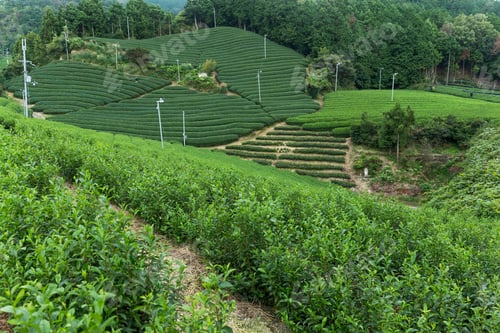Preview: Tea Plantation
