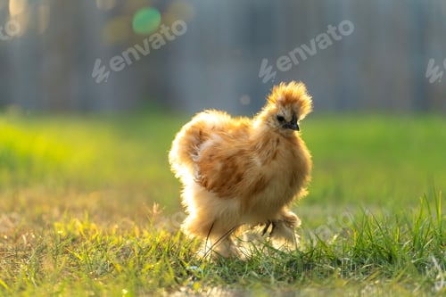 Preview: Chicken grazing on green grass.