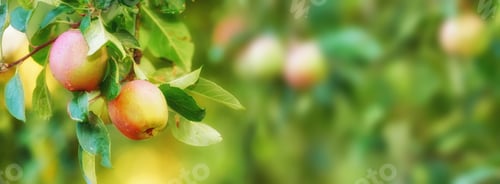 Preview: Apples