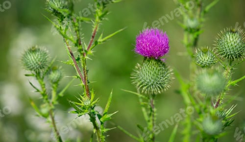 Preview: Common thistle flower on green natural background. Alternative medicine