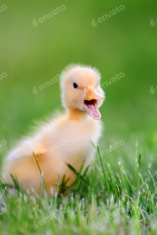 Preview: Little duckling on green grass