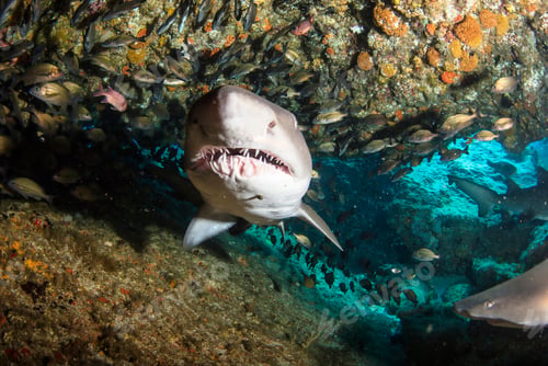 Preview: Blacktip ocean shark swimming in tropical underwaters