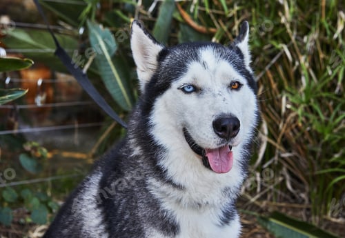 Preview: Dog of the Laika breed with multi-colored eyes sits on the street