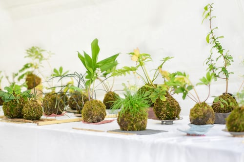 Preview: Kokedama balls with a few plants on a white table