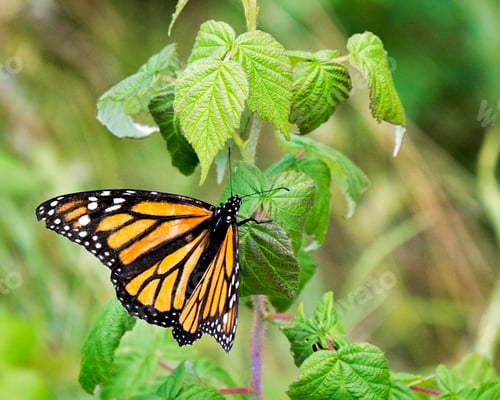 Preview: A Close-Up of a Monarch Butterfly on a Lush Green Leaf