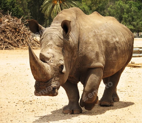 Preview: Rhinoceros walking slowly through safari in high definition