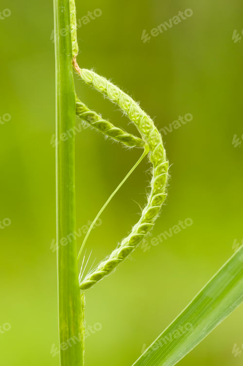 Preview: Green seed spike resambling caterpillar