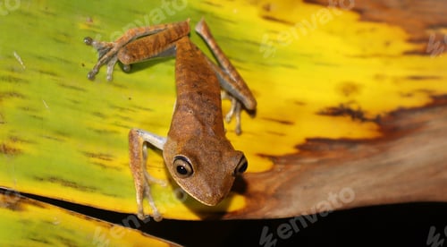 Preview: Tree frog wearing