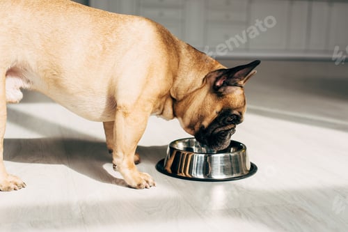 Preview: hungry french bulldog looking at bowl in room with sunshine