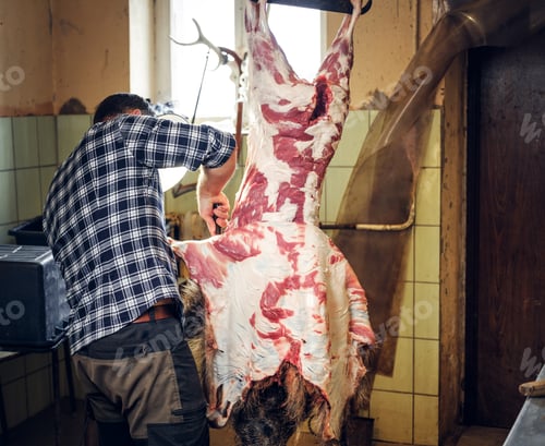 Preview: Bearded butcher cuts up the carcass of wild pig.