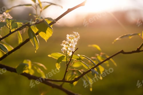 Preview: Blossoming bird cherry