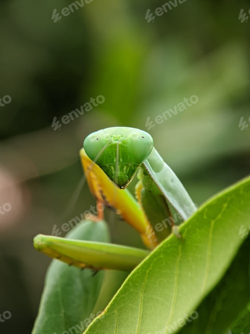 Preview: Rhombodera extensicollis is a species of praying mantises in the family Mantidae, found in Indomalay