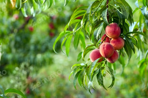 Preview: Ripe peaches fruit in closeup