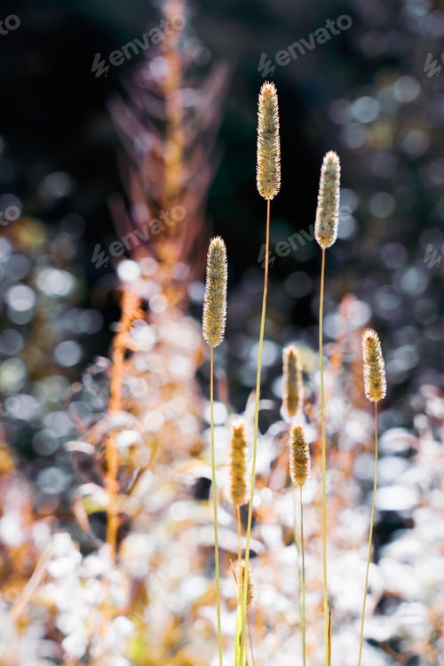 Preview: Delicate plants in beautiful light