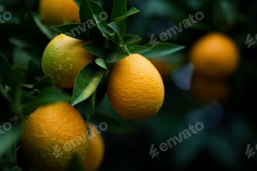 Preview: Close-up of a lush citrus tree with vibrant, ripening oranges growing on its branches